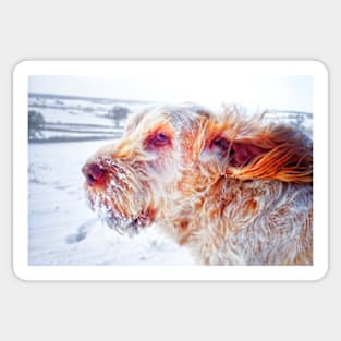 Windswept snowstorm Spinone Sticker